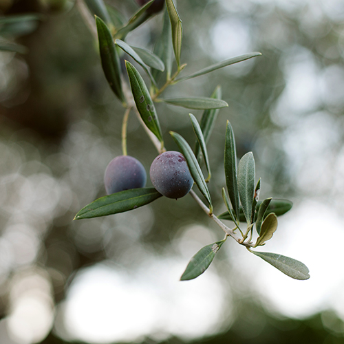 Tak met olijven van de olijfboom